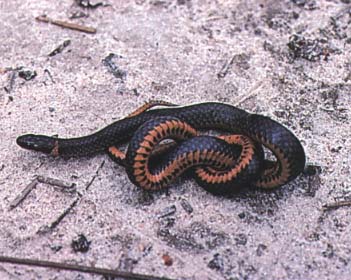 Mississippi Ring Necked Snake