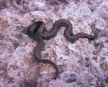 Slender Flat Headed Snake
