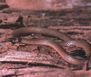 Southeastern Crown Snake