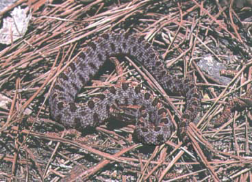 Western Pigmy Rattle Snake