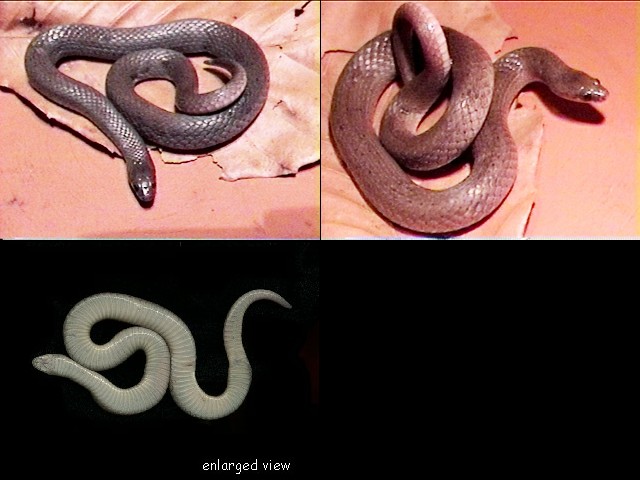 Smooth Earth Snake