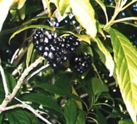 Australian Plant Names starting with A