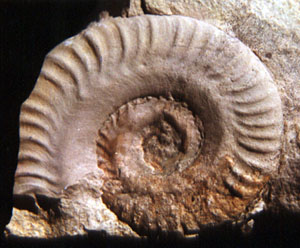Hildoceras lusitanicum