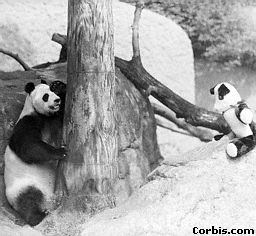 Ami's Panda Patch-Image Gallery-Real Giant Pandas-Hide