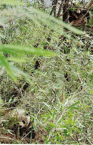 Ami's Panda Patch-Image Gallery-Real Giant Pandas-Hide