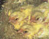 Chicks about 15 days old