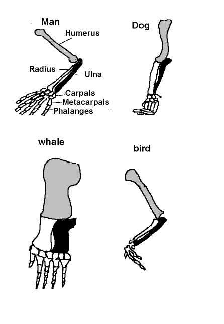 comparative anatomy