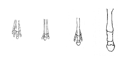 evolution of the horse
