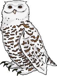 My Pet Owl