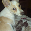 Peanut