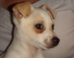 Peanut as a young Puppy