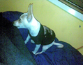 Peanut