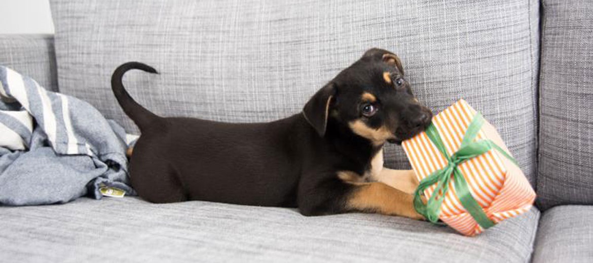comportamiento destructivo en el perro