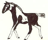 Toayanu pony