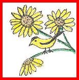yellowbird on sunflower