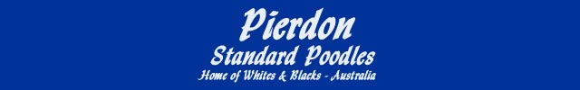 Pierdon Standard Poodles, Home of Whites & Blacks Australia