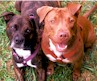 About the American Pit Bull Terrier