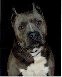 Zeus - UKC Champion