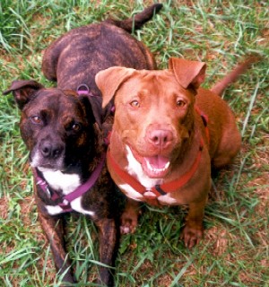 Rocky and Ginger