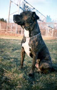 Rocky in his younger years