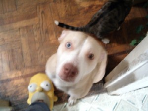 Champ always gets picked on by his cat-mates (Champ is available for adoption. Contact me for more information)