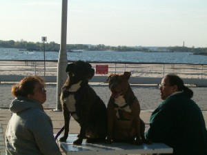 Rocky and Ginger at Orchard Beach, Bronx