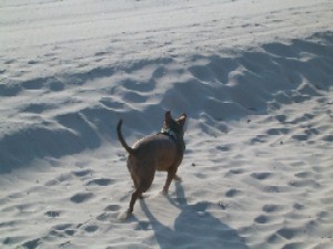Ginger's first walk on sand
