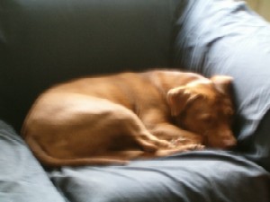 Every dog has their spot on the coach, 'right Rocs?'