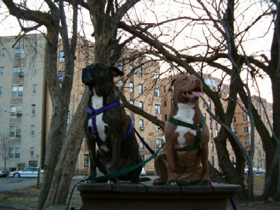 This is the lif in the Bronx