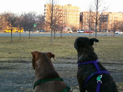 What a nice morning on Pelham Parkway