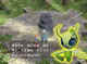 Celebi's rare appearance in the game starts here!
Click to see larger!