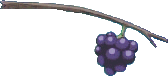A Bluk Berry Tree Branch