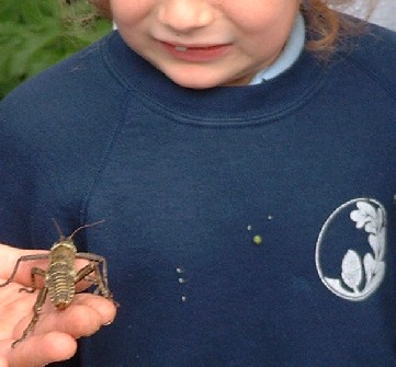 some foreign bug