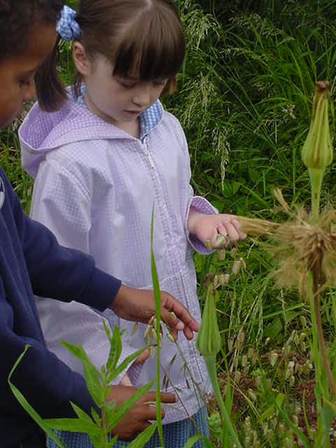 studying the nodding grass