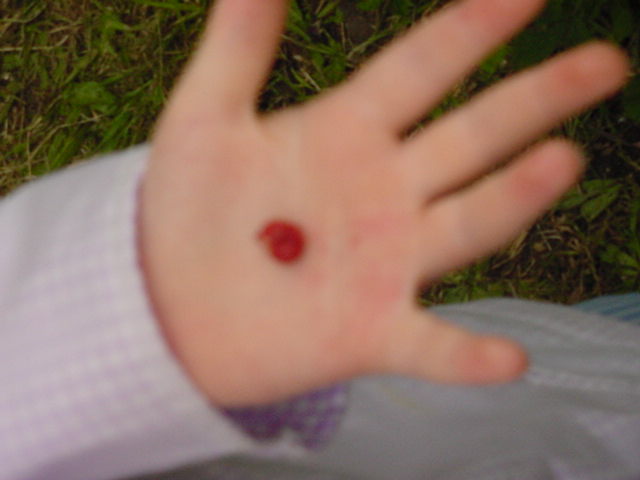 Wild Strawberry