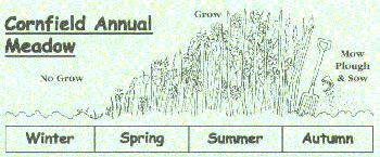 Cornfield Annual Meadow