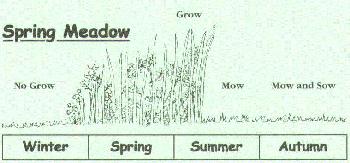 Spring Meadow