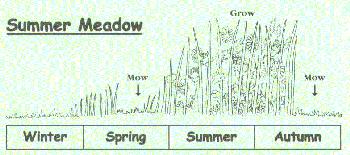 Summer Meadow
