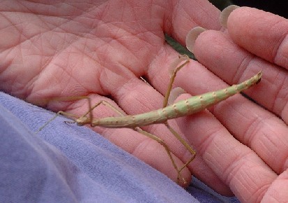Stick Insect on Eric