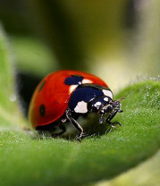 Behavioral IT - The Real Must-have IT Skill for all Managers