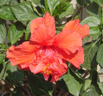 Dsc00546.jpg (34034 bytes)