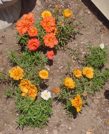 Dsc00547.jpg (65755 bytes)