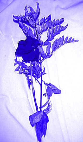 bluerose.jpg (47618 bytes)