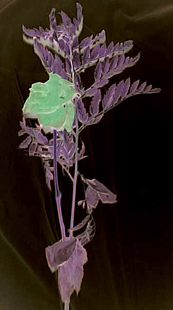 newrose2.jpg (36341 bytes)