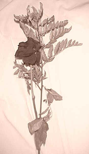 newrose3.jpg (33311 bytes)