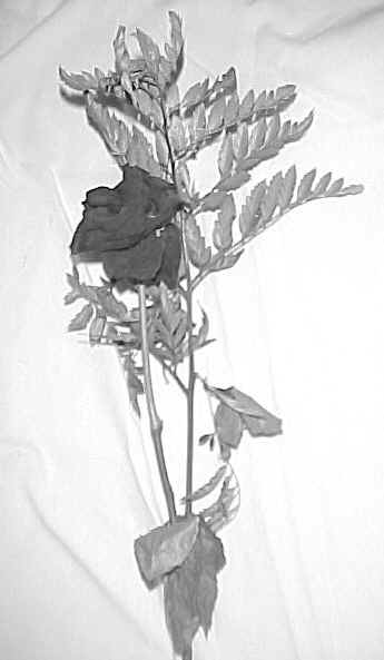 newrose4.jpg (33174 bytes)