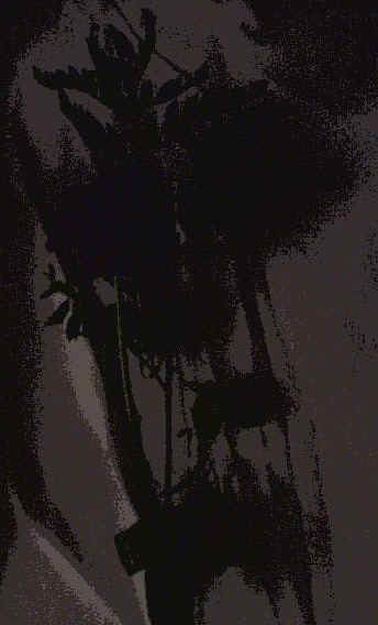 newrose5.jpg (33136 bytes)