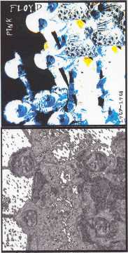 pf front thumb.jpg (15883 bytes)