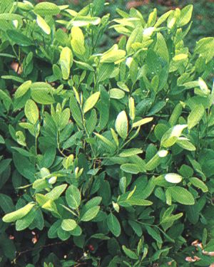 Resultado de imagem para cocaina planta