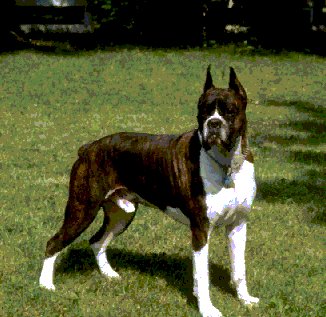 Boxer